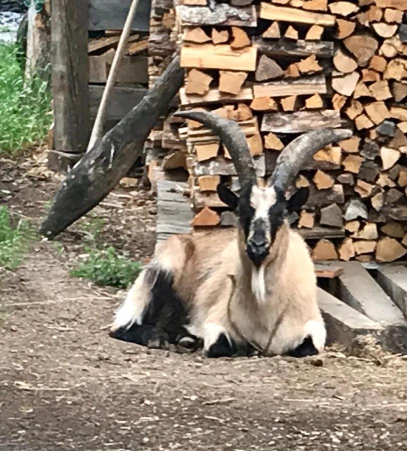 Wiesenhof Collalbo Dış mekan fotoğraf